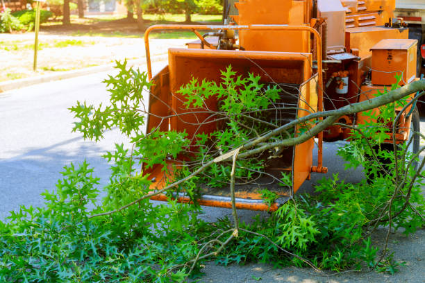 Best Leaf Removal  in Eagle Lake, WI